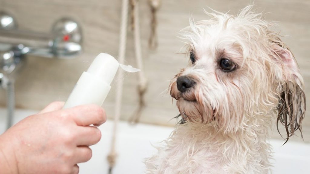 Things to consider when choosing a shampoo for your dog