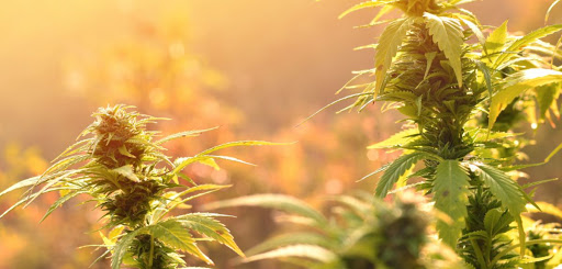 How To Grow CBD Strains? All You Need To Know