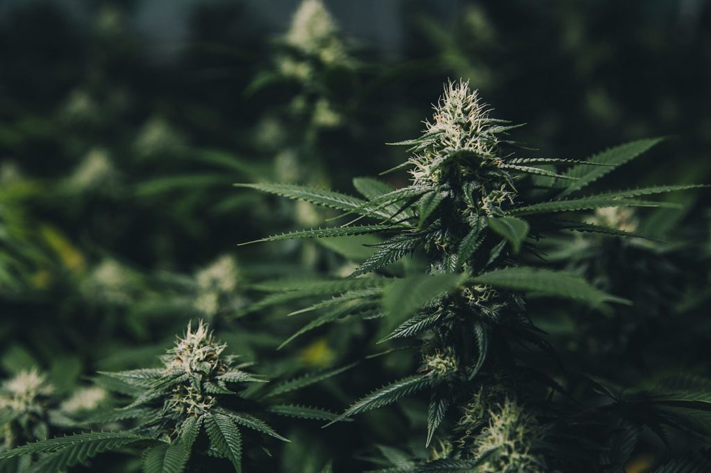 CBD Flower – the best hemp flower buds